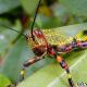 Criquet pèlerin - à quoi ressemble l'insecte et où il vit