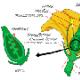 La structure de la fleur brièvement.  Étamine et pistil.  Structure de la fleur : schéma.  Fleurs bisexuées et dioïques