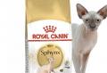 Alimentation correcte du Sphynx canadien