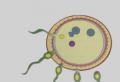 Développement et structure des cellules germinales Où se développent les cellules germinales mâles