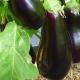 Numéros magiques Interprétation des rêves aubergines