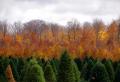 Pourquoi les feuilles tombent-elles des arbres ?