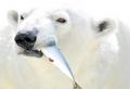 Faits sur l'ours polaire Informations sur les ours polaires les plus intéressantes