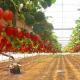 Caractéristiques et technologie de la culture industrielle des fraises en serre toute l'année : business plan, vidéo et tout ce qui est le plus important