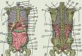 Comment nous sommes organisés: structure humaine - organes internes dans une description détaillée et une disposition