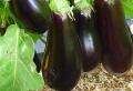 Numéros magiques Interprétation des rêves aubergines