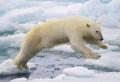 Faits intéressants sur l'ours polaire: description et caractéristiques La chose la plus importante à propos de l'ours polaire