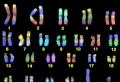 La structure et la fonction des chromosomes